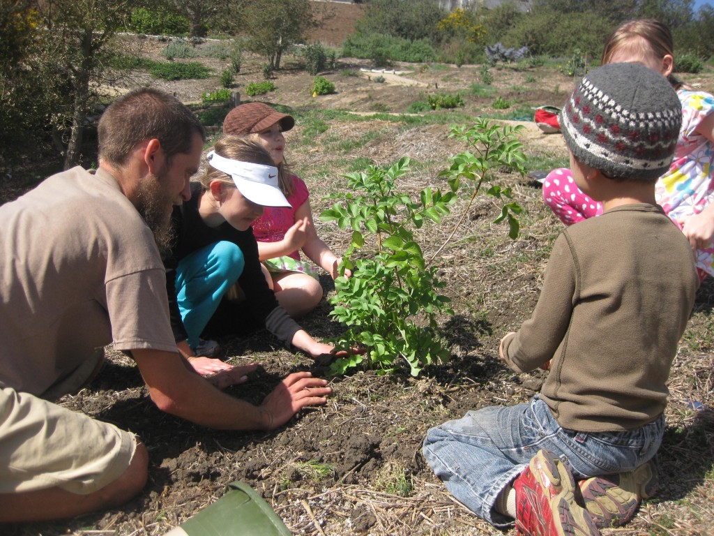 Here you are planting at the Laguna Botanical Preserve.