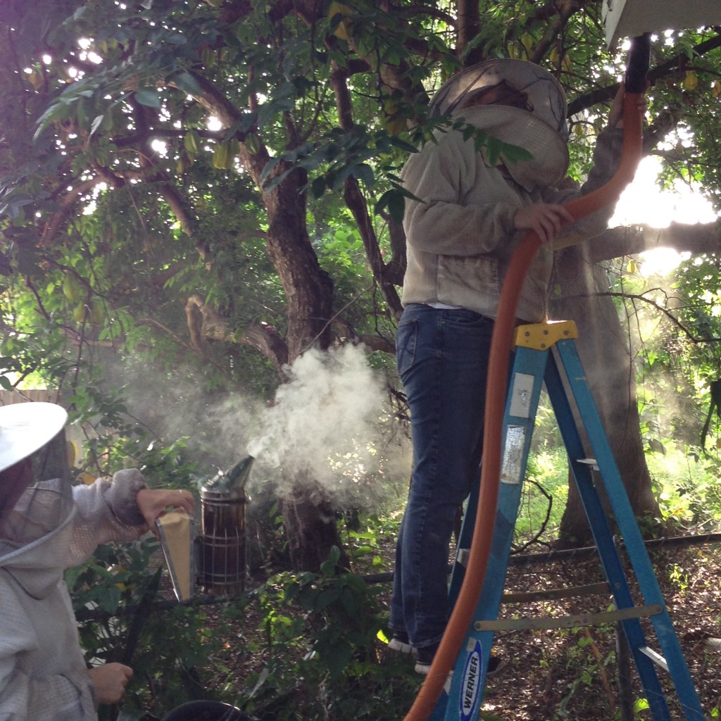 Sierra used as little smok as possible but Nicole and I wanted to use it heavily to sedate and disorient the bees.