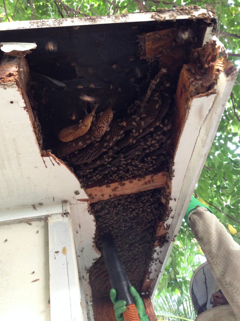 The hive just kept going and going. Perhaps you can tell from the wavy cut lines that this was Sierra's first time using power tools for a "cut-out"