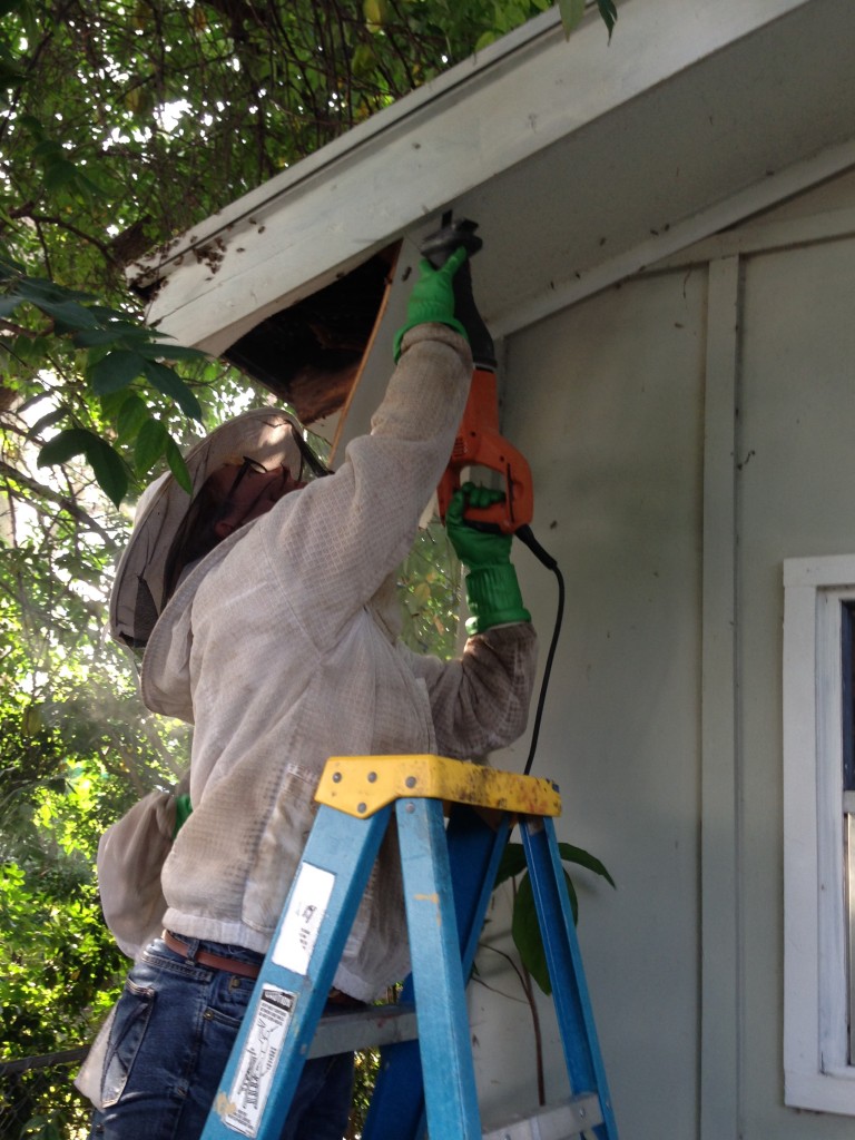 Sierra had to use power tools to get access to the hive. She cut and then she vacuumed.