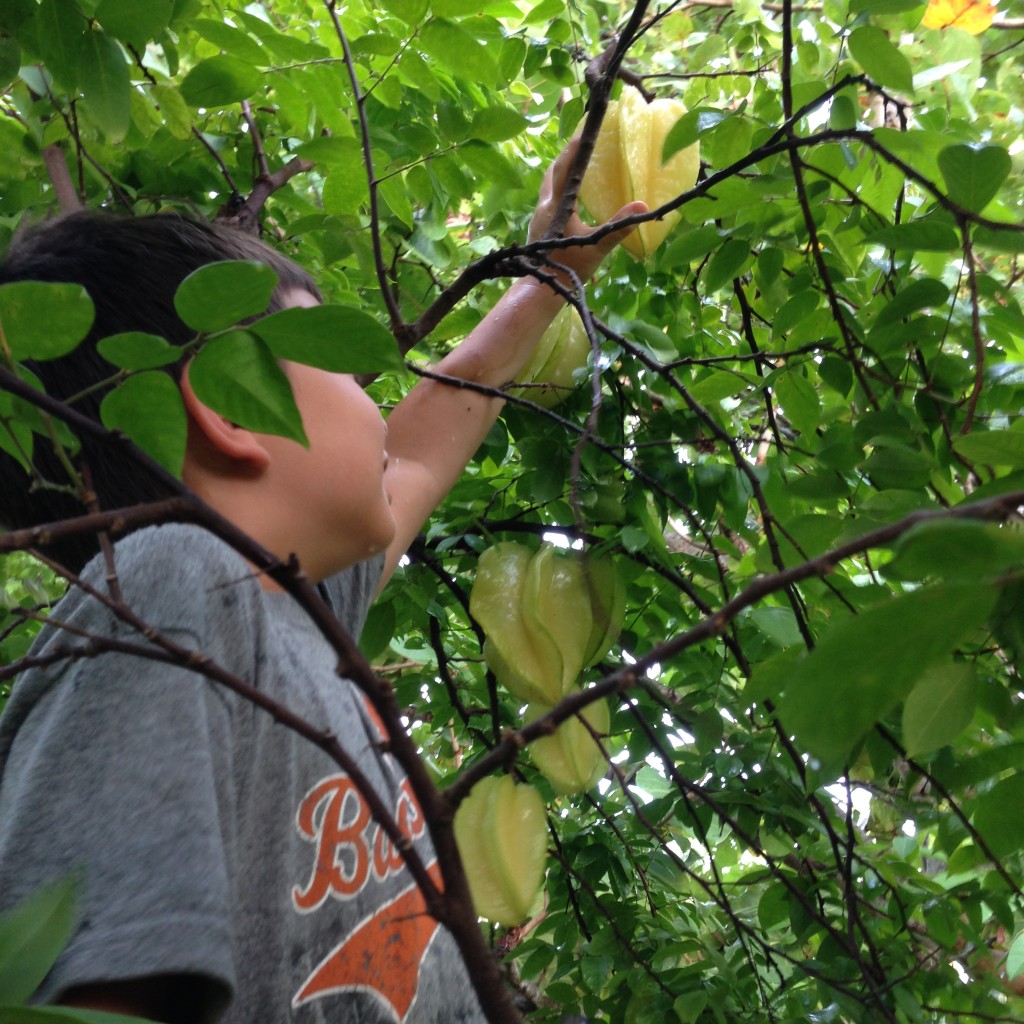 Harvesting starfruit from a neighbor's tree to make jam. Very mild.