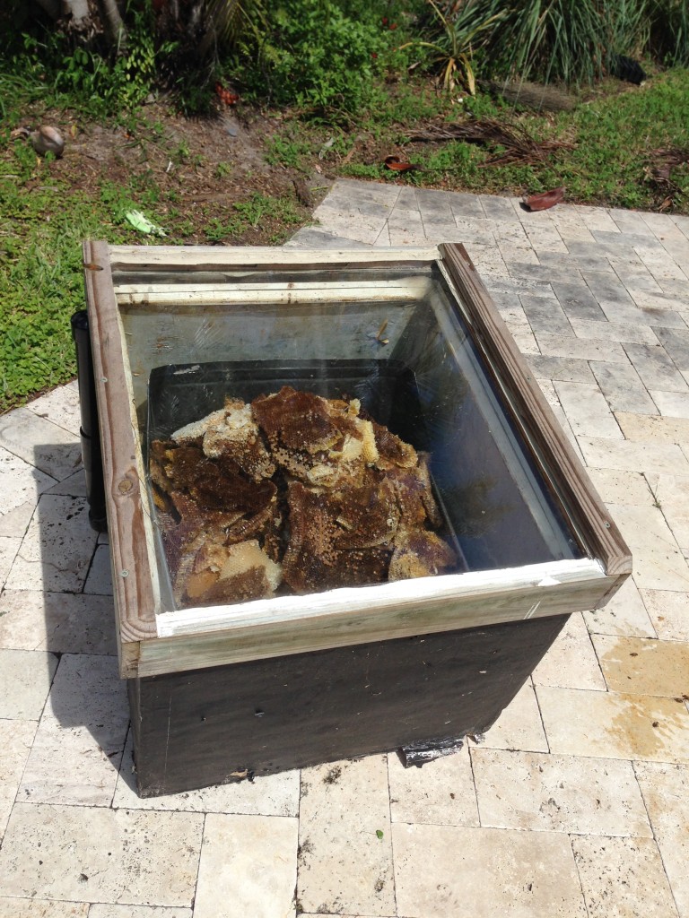 In the background of all our activity we were constantly tending the borrowed solar beeswax melter. Sierra had piles of old comb to go through.