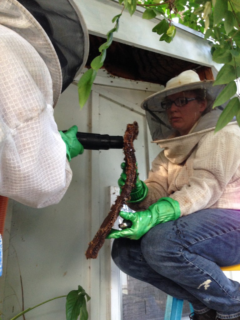 Each piece of comb was vacuumed of bees before being put into either a large black trash bag (regular comb) or a bucket lined with a paint strainer mesh (honey comb). It was literally raining honey.