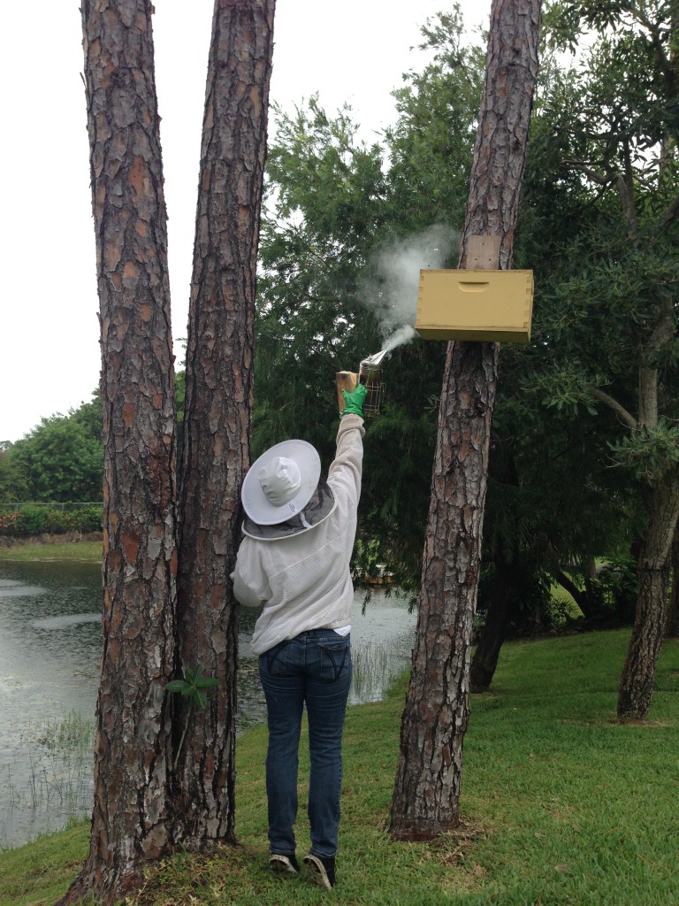 Smoking a freshly caught swarm before moving it into a proper hive. Bees can be moved 12 inches or 12 miles - so the box being taken to Sierra's bee yard and being swapped out for another swarm. This box caught a second swarm while I was there.