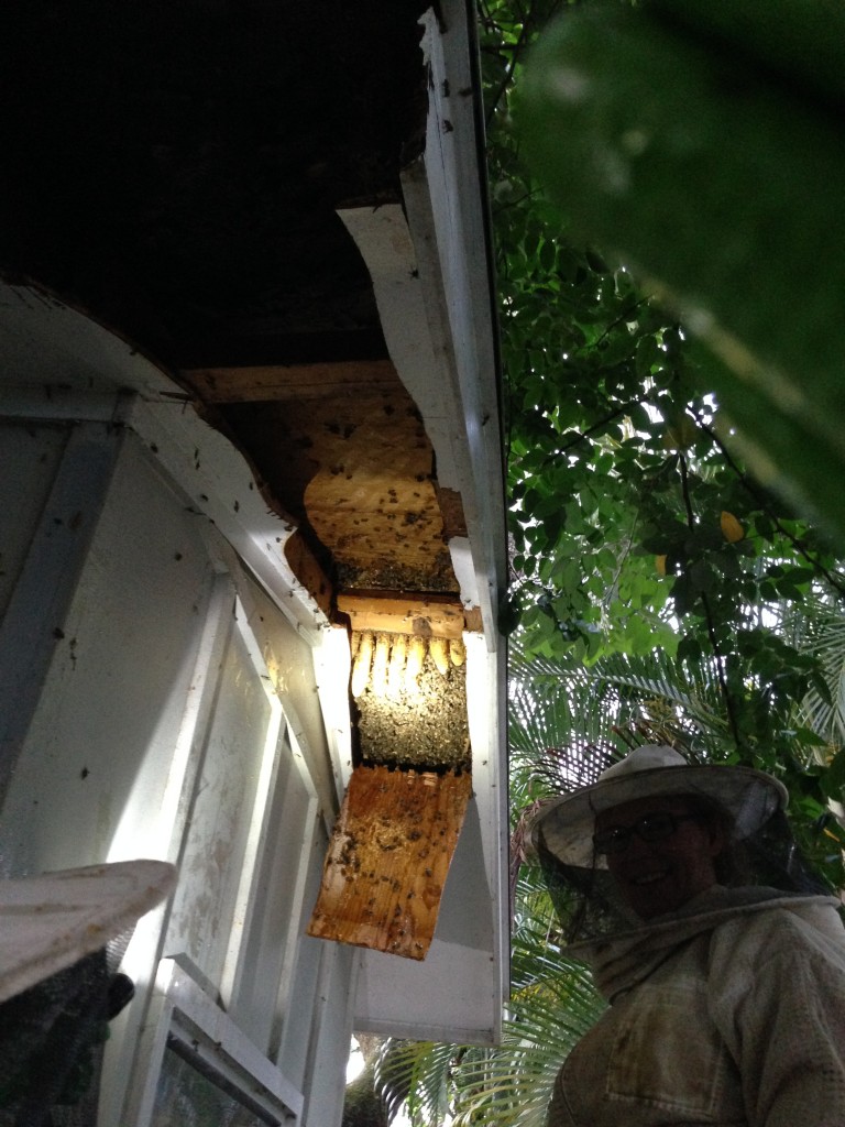 Here's the proof of the size of the hive.